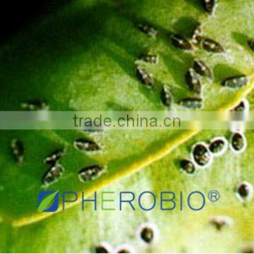 Yellow stick card with pheromone for Aleurocanthus spiniferus