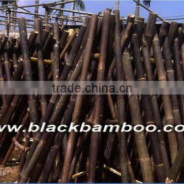 Black Bamboo Poles