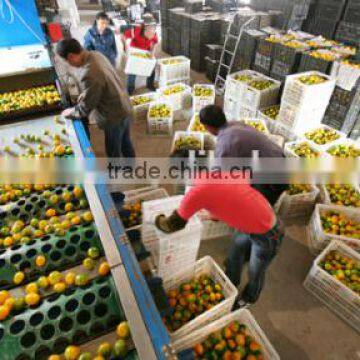 Fruit Vegetbale Apple Orange Grading Machine Sorter Grader Waxing Production Line photo-2