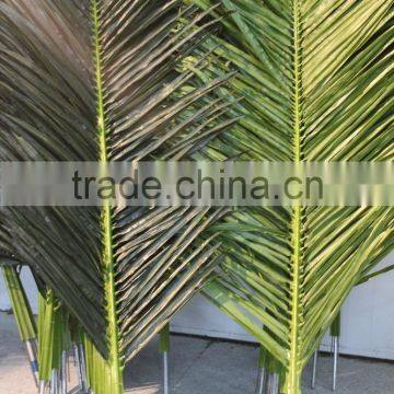 Palm Branch New Product Factory Outdoor Fake Plastic Leaf photo-6