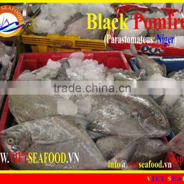 FROZEN BLACK POMFRET WHOLE ROUND