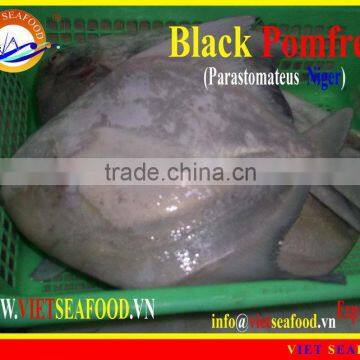 WHOLE ROUND FROZEN BLACK POMFRET