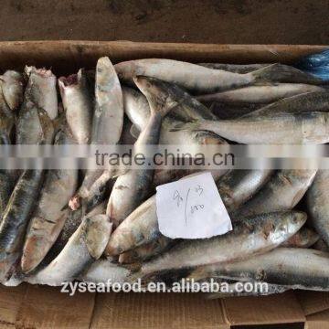 Block Shape W/R Sardine Best Exporter photo-2