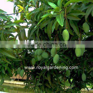 Mangifera indica outdoor plants