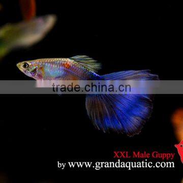 Guppy Fish XXL Size for Aquarium Fish Export photo-4