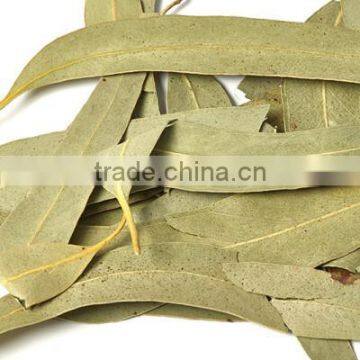 Exporter of Dried Eucalyptus Leaves