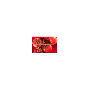 Natural tomato powder extract/tomato flavor powder/tomato powder