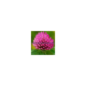 Red Clover Extract