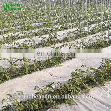 Agricultural Greenhouse Eggplant Hydroponics and Coconut Cultivation Equipment/Hydroponics Growing Systems /Hydroponic Trays photo-4
