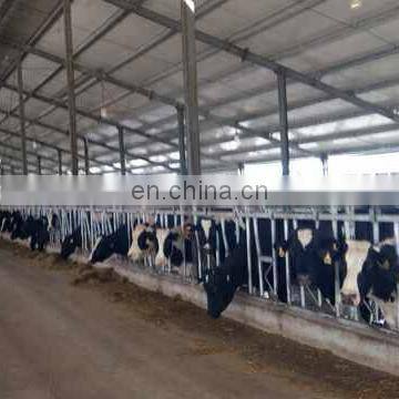 WT2*12 Herrigbone Milking parlor Milking parlor machine cows headlock