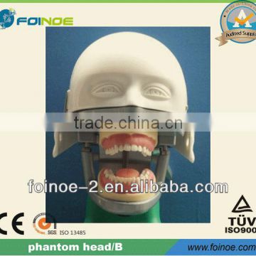 Model:B HOT selling CE approved dental phantom head