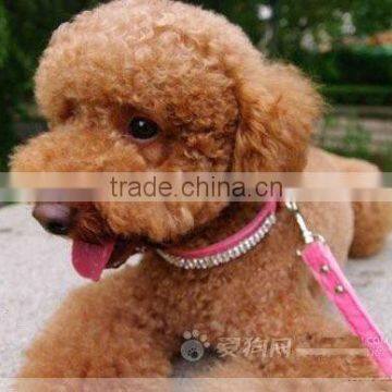 PU Puppy Dog collar pet collar cat collar