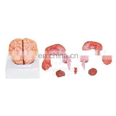 Medical science anatomy 9parts puzzle plastic anatomical 3d human brain model