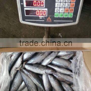 FAO 61 China Frozen Bonito Tuna Fish and Auxis Thazard