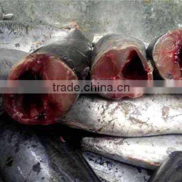HACCP EU HGT Frozen Bonito Fish and Auxis Thazard