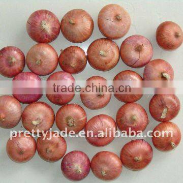 china fresh red onion wholesale