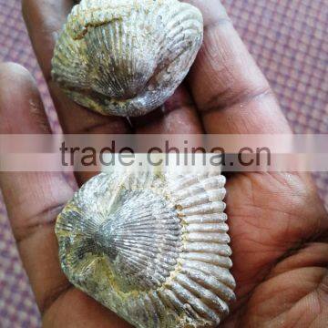 Ammonite Fossil