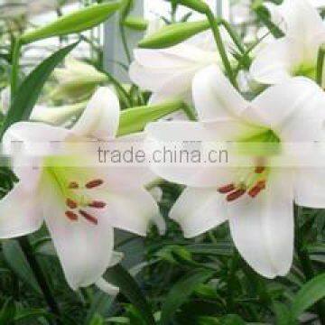 higest grade names of lily used for decoration promotion now