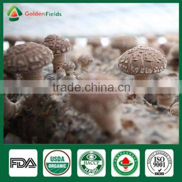 Anti-cancer Edibal Fungus Healthy Food Greenhouse Production Cap Stem Wholepart Fresh Dried Shiitake Mushroom photo-2