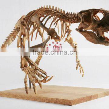 Science Dinopark Dinosaurs Skeleton Replica Of Psittacosaurus