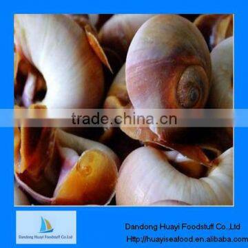 fresh frozen moon snail in shell for sale