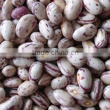 New Crop Light Red Speckled Kidne y Beans Long Shape Bamboo Bean for Europe photo-2