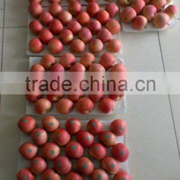 Red Fuji Apples for uk Indian Market