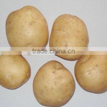 Price of Fresh Potato From Shandong Farmland