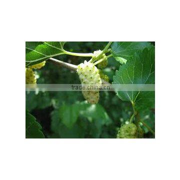 Morus indica, Morus alba (White Mulberry)