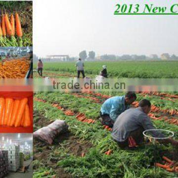 Xiamen Fresh carrot new corp2013