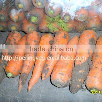 fresh red carrot (2011 MAY)