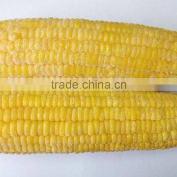 China Frozen fresh Sweet Corn Cob