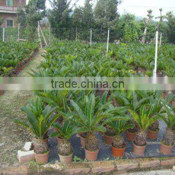 Small Cycas Revoluta