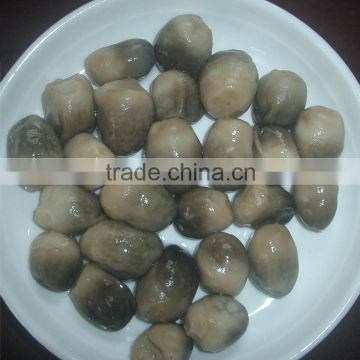 straw mushroom