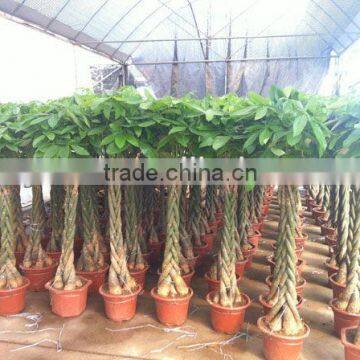 5 braided money tree"pachira"