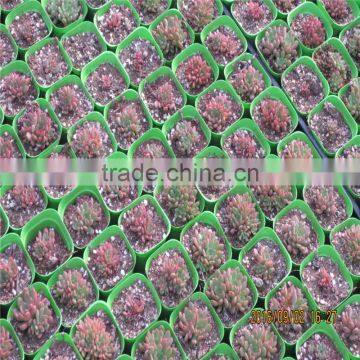 Factory Prices Non-wetting Mushroom Growing Greenhouse photo-2