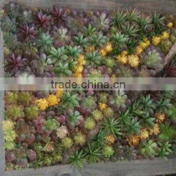 Artificial Plant Wall for wall frame ( artificial green wall ZWQ-HK)