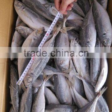 Horse Mackerel Frozen 20 25 cm + photo-3