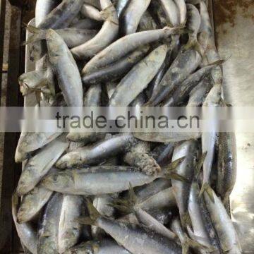 Fresh Frozen Sardine (Sardinella Longiceps) WR for Canning photo-4