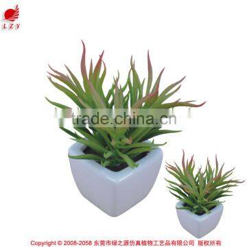 Mini decorative home and office table potted succulent plant