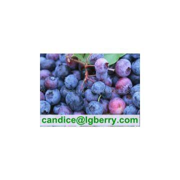 100% Pure organic blueberry concentrate/pure blueberry juice