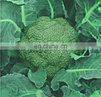 2020 High Quality Fresh Vegetable Fresh Broccoli photo-4
