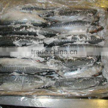 WR Atlantic Mackerel photo-6