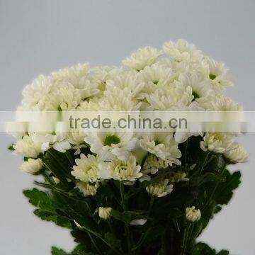 New hot-sale autumn chrysanthemum flower