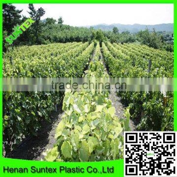 Climbing Plant Support Mesh Apollo Pea & Bean Net