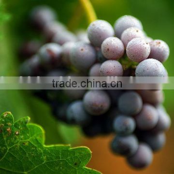 Grapes