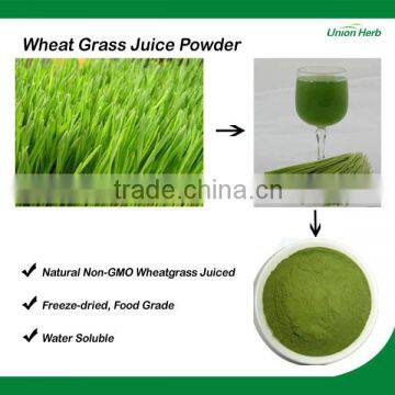 Organic Non-GMO Wheat Grass Powder