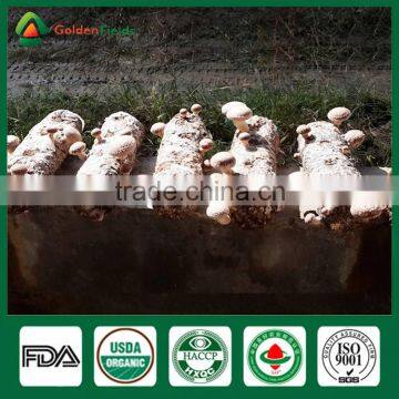 Fresh Shiitake Mushrooms For Sale,Best Mushrooms To Grow,Best Mushroom Spores