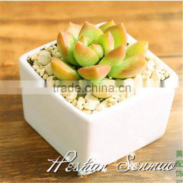 beautiful mini artificial succulent potted plant