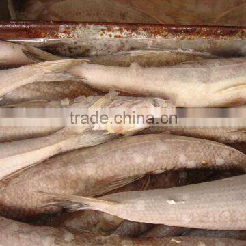 Lizard FIsh Whole (sea frozen)